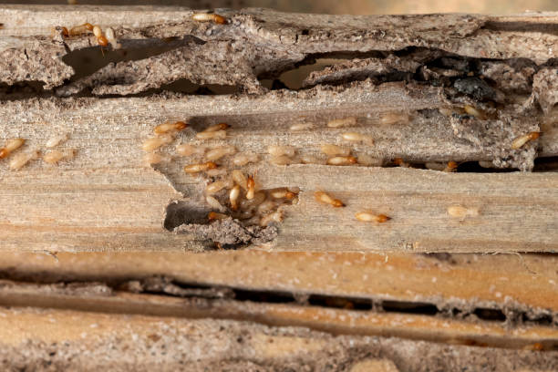 Best Commercial Pest Control Services  in Hernando, MS